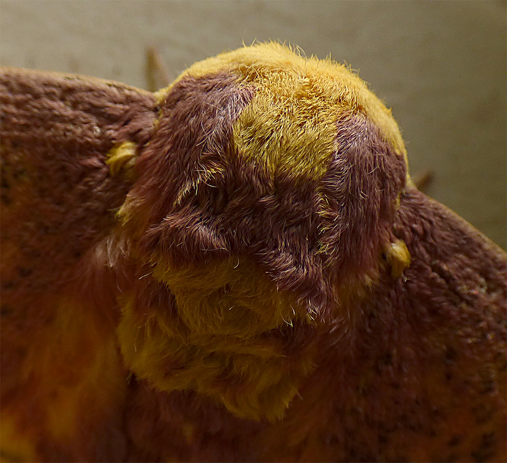 a52 Imperial Moth