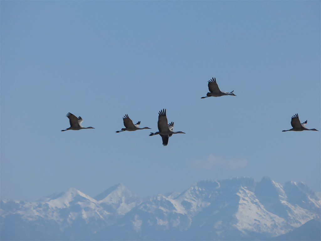 a36 Five Cranes over San Luis Valley