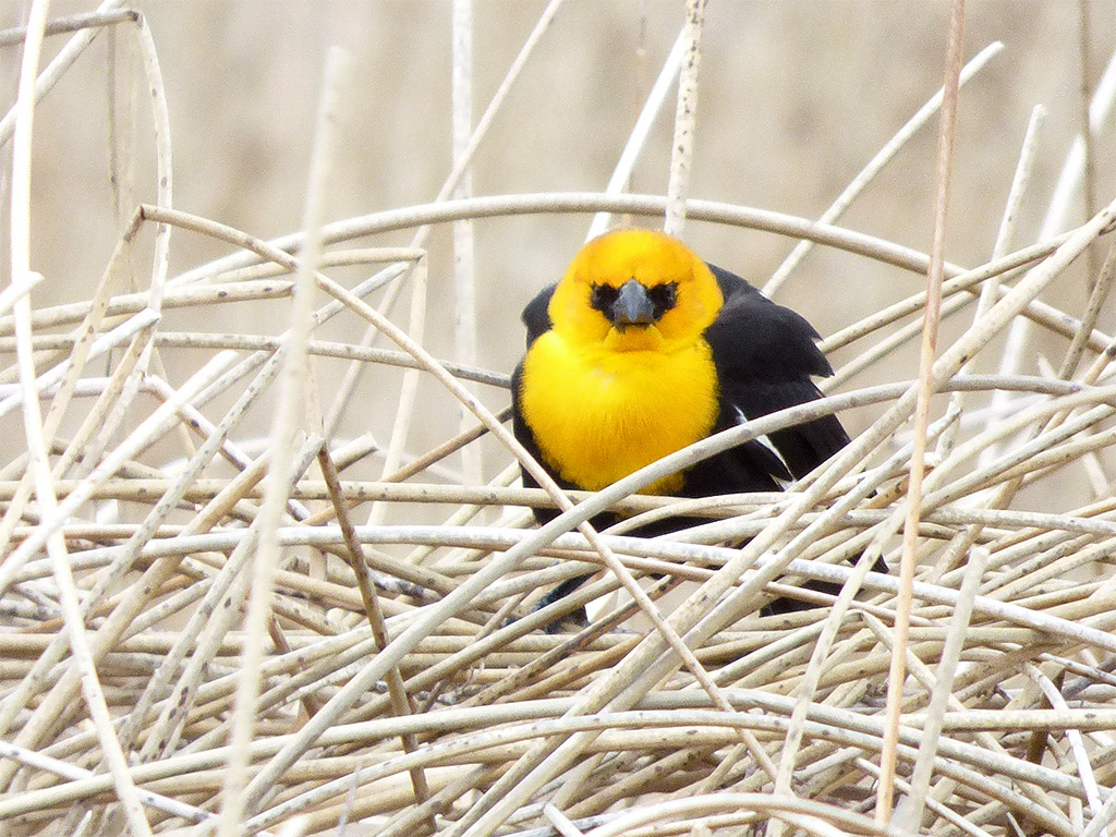 a101 Yellow-Headed Blackbird