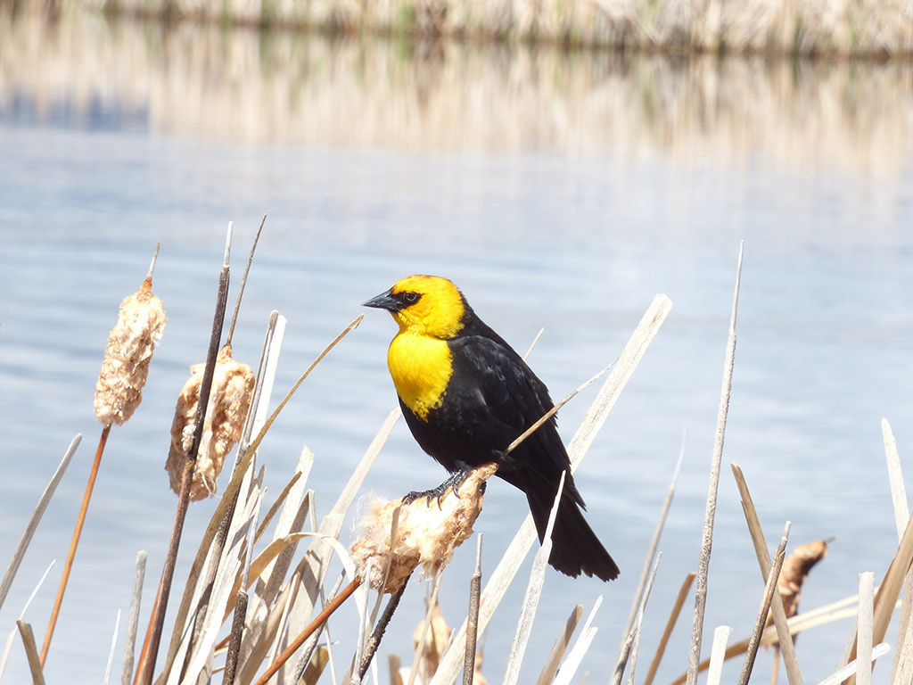 a98 Yellow-headed blackbird