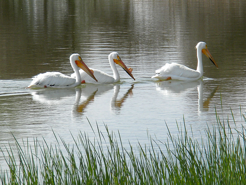 a89 Three White Pelicans