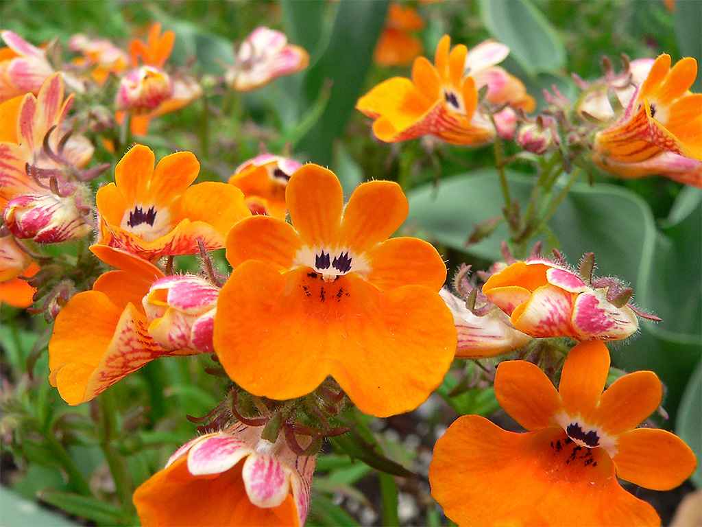 a64 Orange Flowers