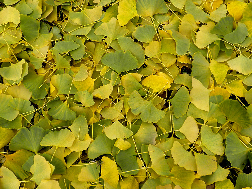 a84 Ginkgo Leaves