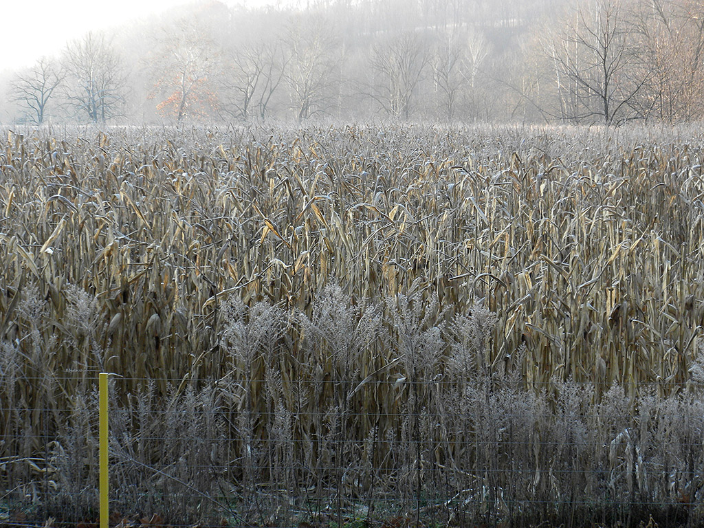 a91 Frosty Corn