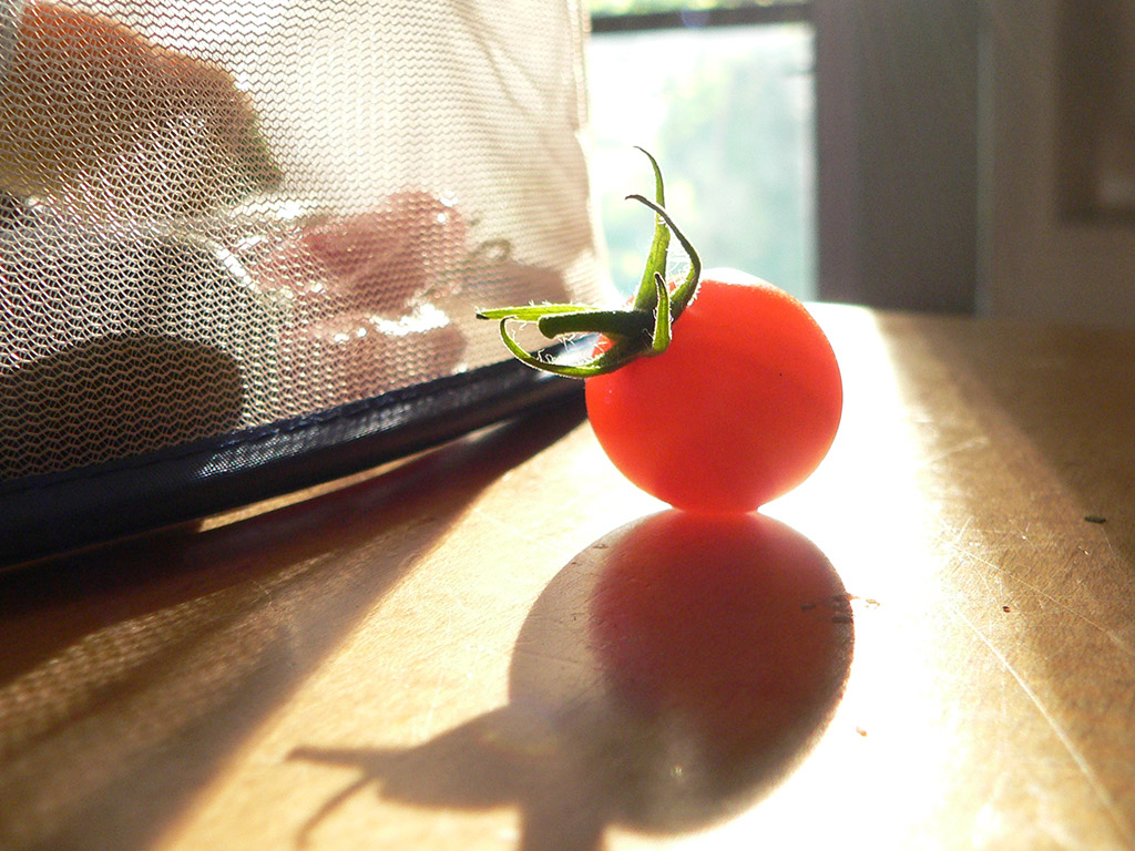a30 Tomato Backlit