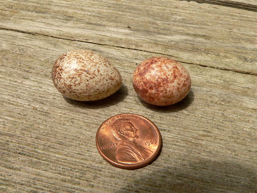 a80 Eggs and Penny