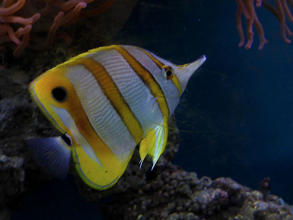 a95b Butterfly Fish