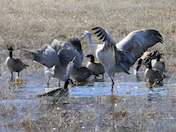 a46 Sandhill Cranes & Geese