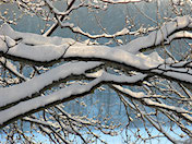 a107 Snow Branches