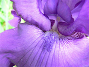 a59 Purple Iris