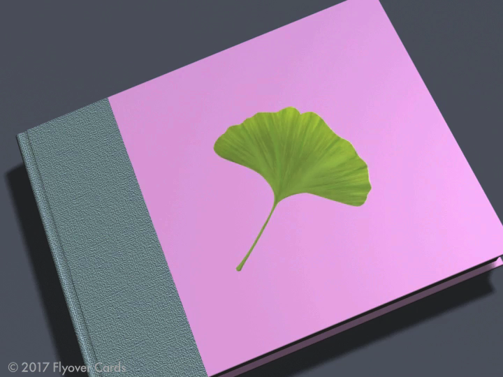 v14 Open-Book Gingko Tree - animation-video