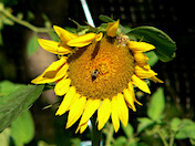 a25 Sunflower
