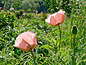 a18 Pink Poppies